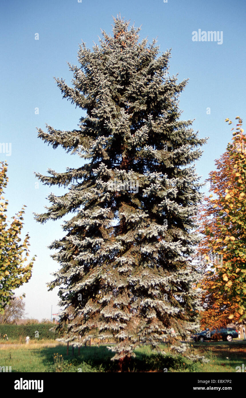 L'épinette bleue du Colorado (Picea pungens 'Glauca', Picea pungens Glauca), seul arbre Banque D'Images