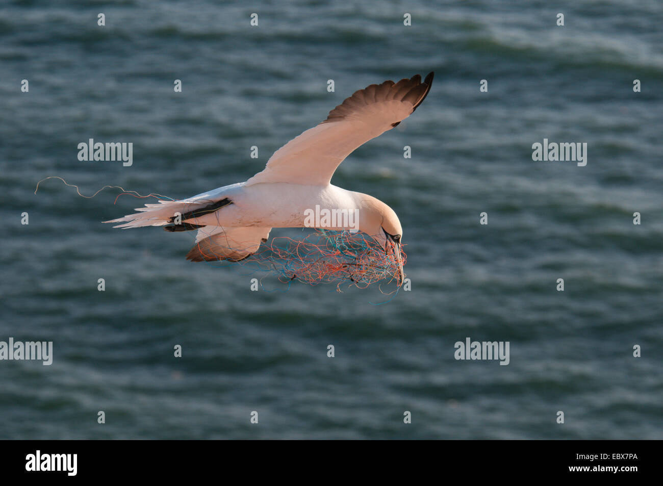 Fou de Bassan (Sula bassana, Morus bassanus), voler avec le matériel du nid. Parties de filets de pêche sont utilisés pour la construction des nids, l'Allemagne, Schleswig-Holstein, Helgoland Banque D'Images