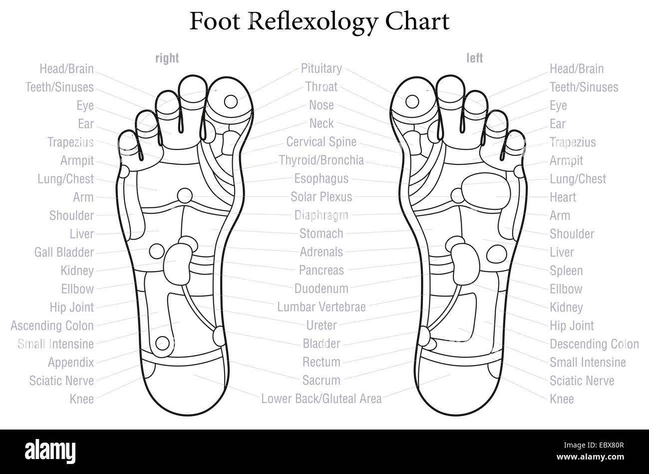 Réflexologie des pieds graphique avec une description précise des organes internes et les parties du corps. Banque D'Images
