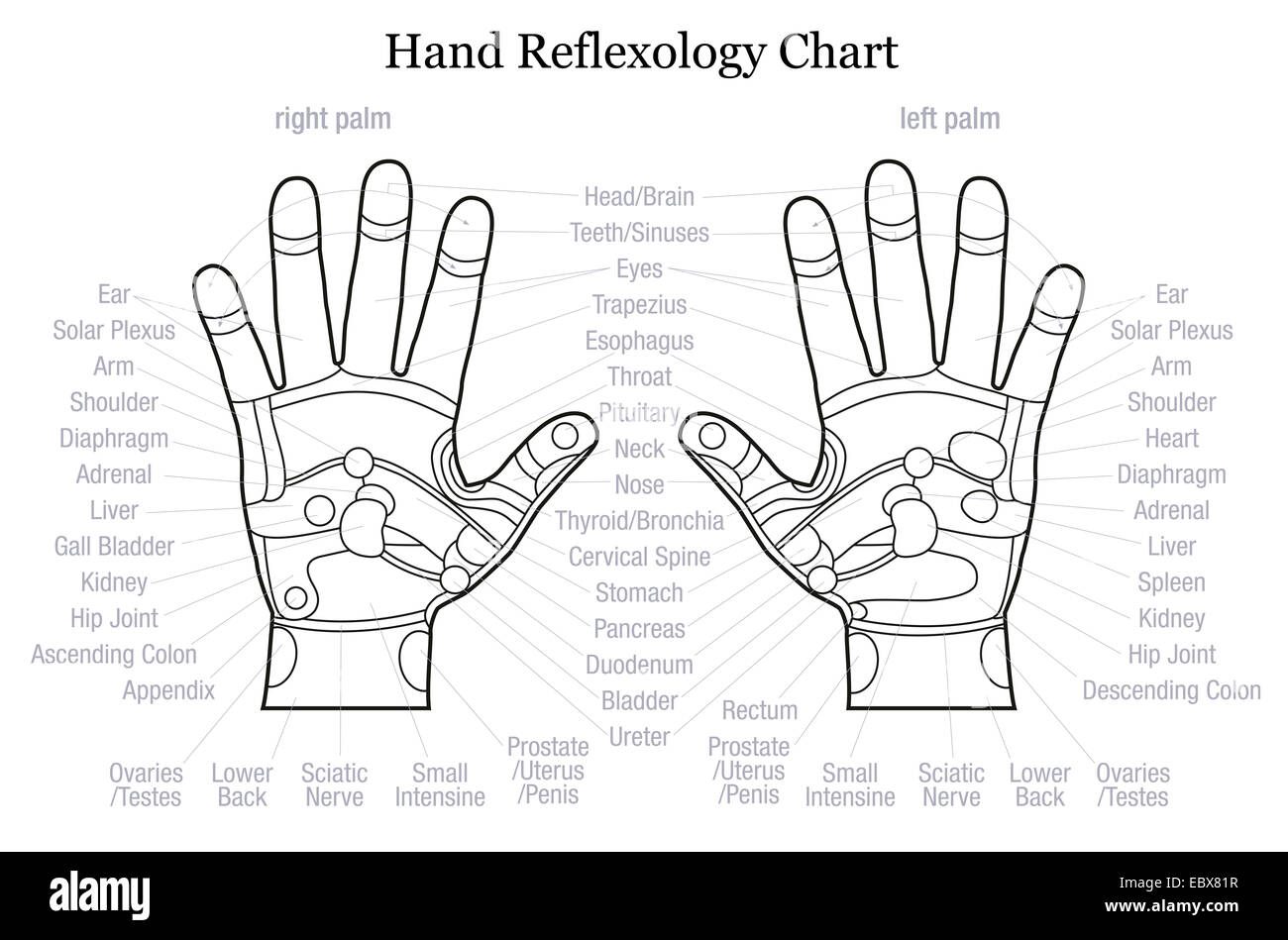 La réflexologie main graphique avec une description précise des organes internes et les parties du corps. Banque D'Images