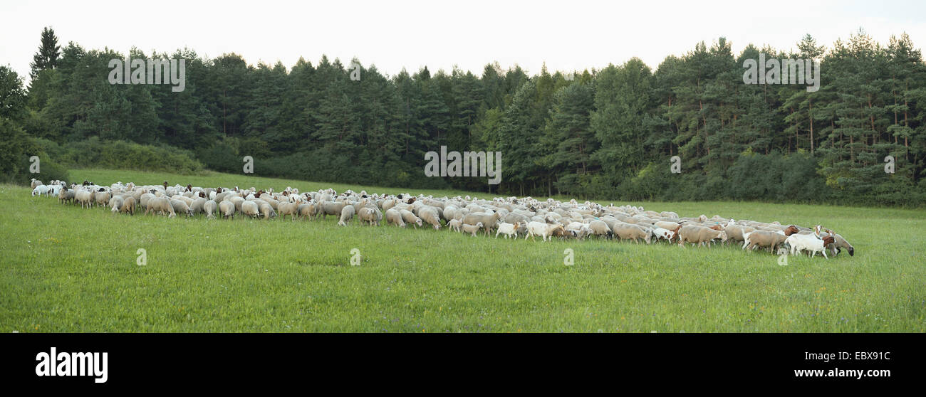 Le mouton domestique (Ovis ammon f. bélier), troupeau de moutons dans