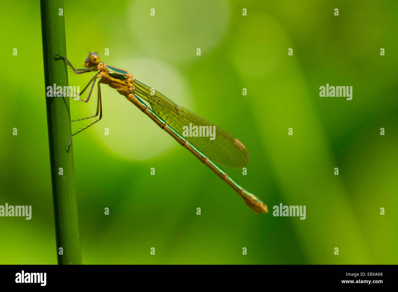 Mererald willow (demoiselle Lestes viridis, Chalcolestes viridis), à un brin d'herbe, de l'Allemagne, la Saxe Banque D'Images