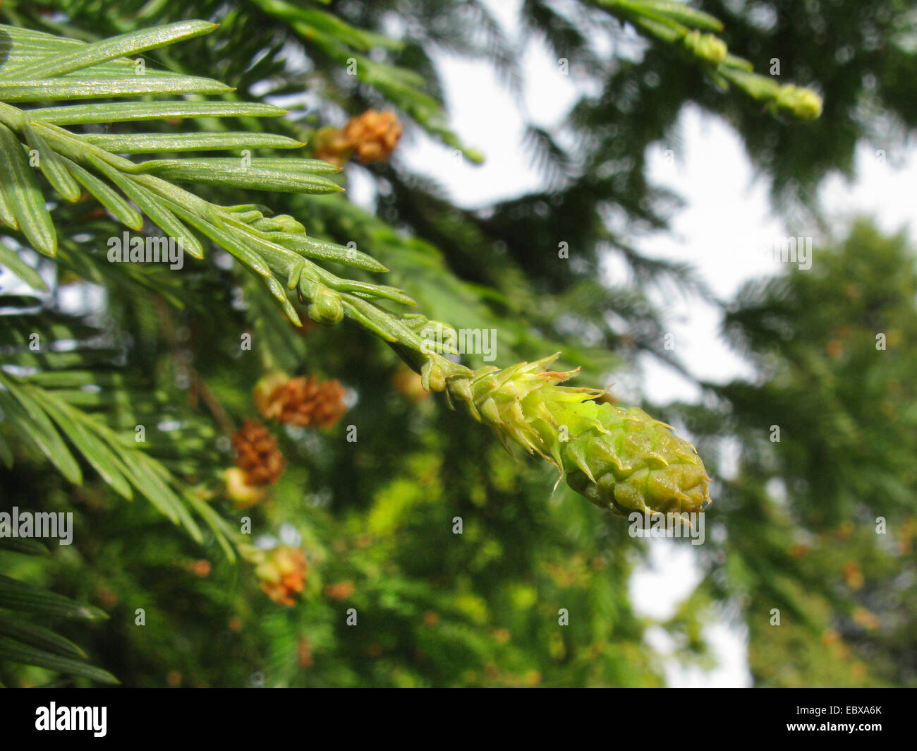 California Redwood, coast redwood (Sequoia sempervirens), avec la direction générale des jeunes Banque D'Images