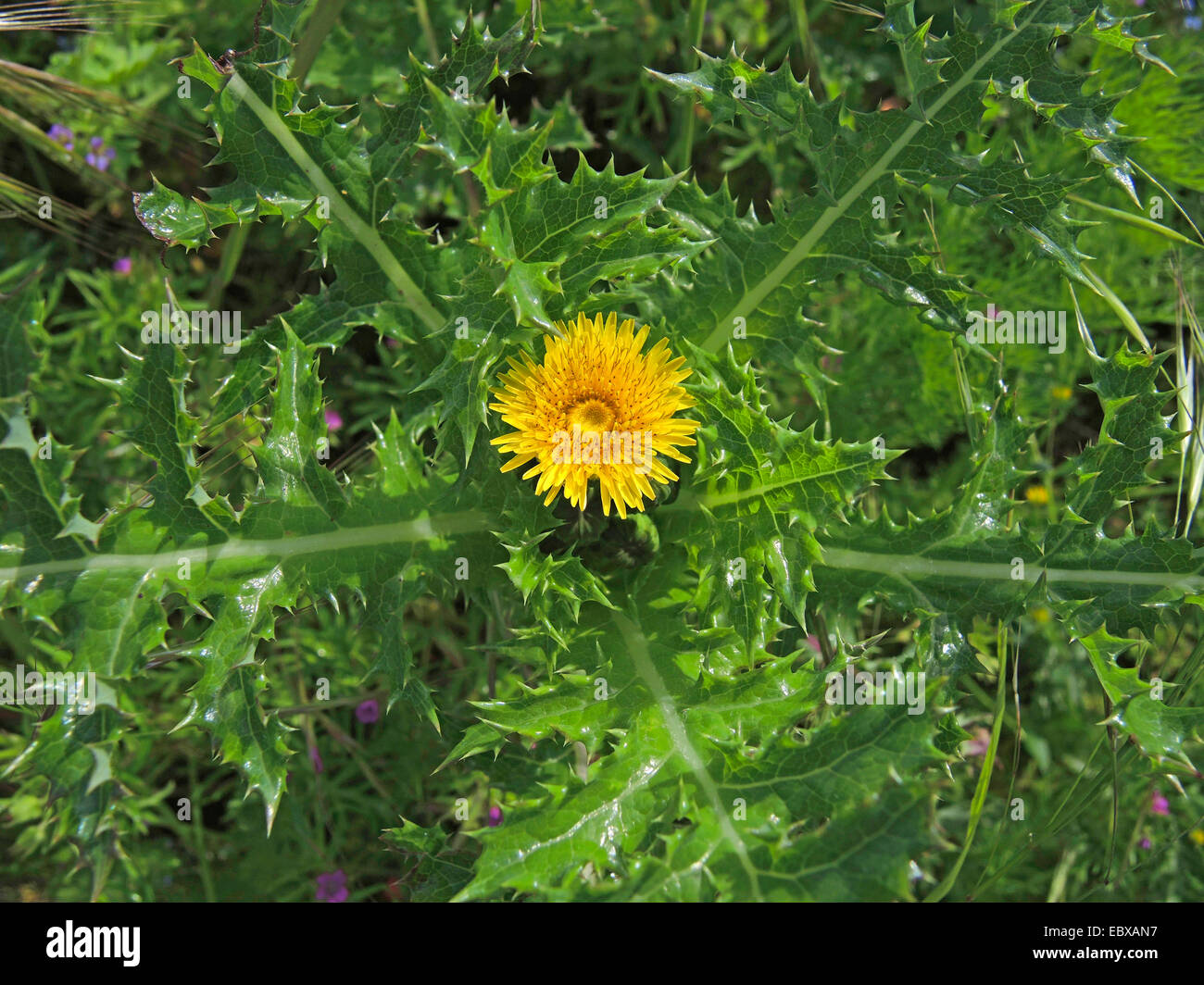 Forte des champs de palmiers, de figuiers, laiteron des champs épineux, à feuilles épineuses, laiteron, bordée de Sharp, laiteron, laiteron épineux laiteron épineux, à feuilles épineuses (laiteron Sonchus asper), la floraison, l'Allemagne, Rhénanie du Nord-Westphalie Banque D'Images