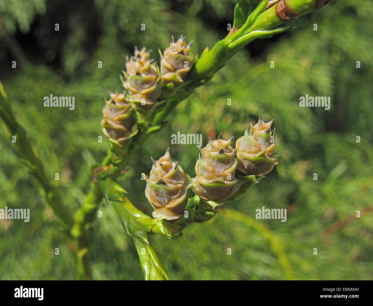 Le thuya géant (Thuja plicata), de la direction générale avec les jeunes cônes Banque D'Images