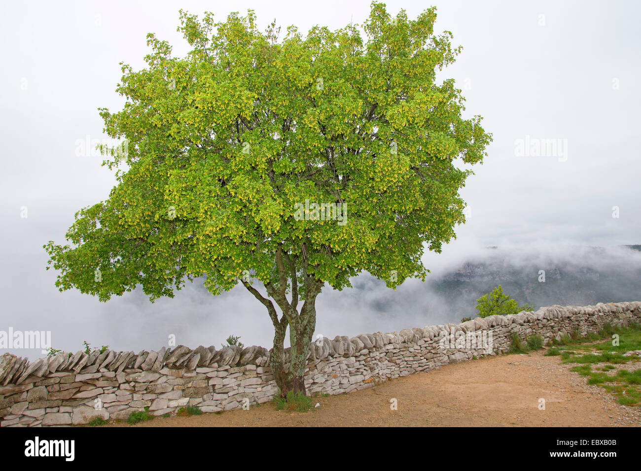 L'érable de Montpellier, le français l'érable (Acer monspessulanum), arbre à un mur, France Banque D'Images