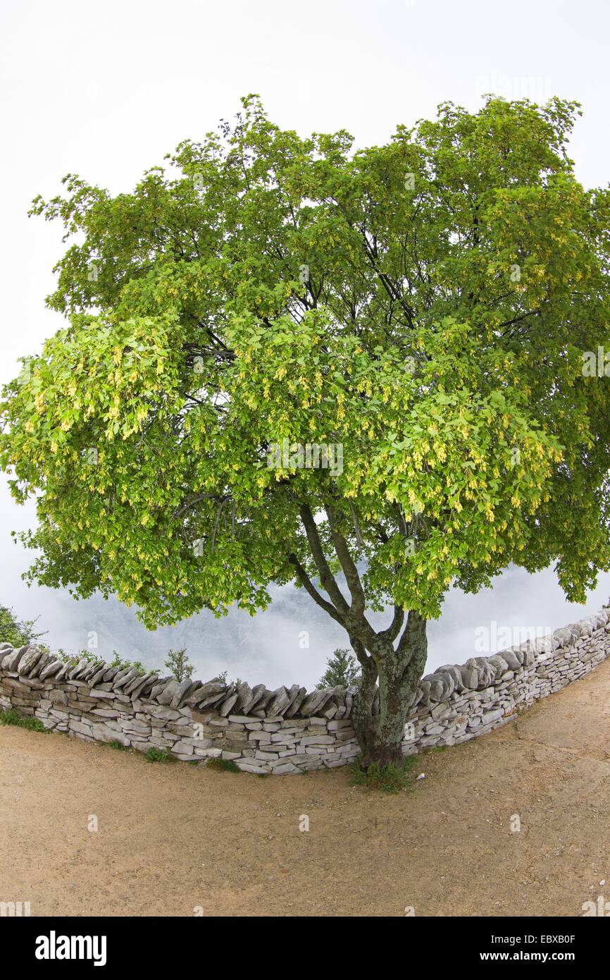 L'érable de Montpellier, le français l'érable (Acer monspessulanum), arbre à un mur, France Banque D'Images