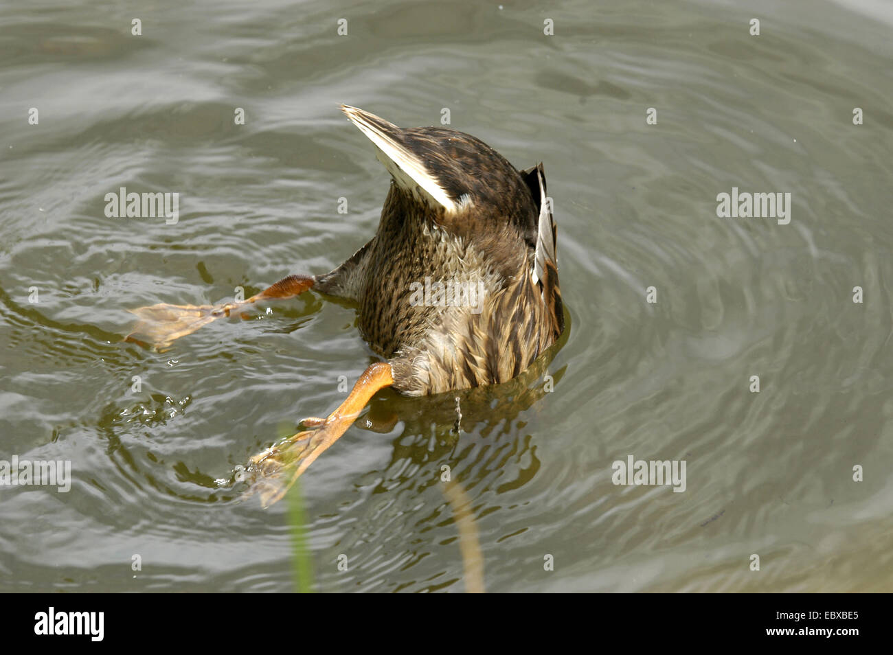 Le Canard colvert (Anas platyrhynchos), canard de plongée Banque D'Images
