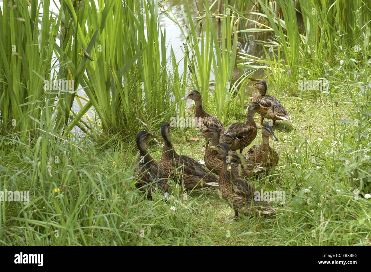 Le Canard colvert (Anas platyrhynchos), le canard famille au bord d'un étang Banque D'Images