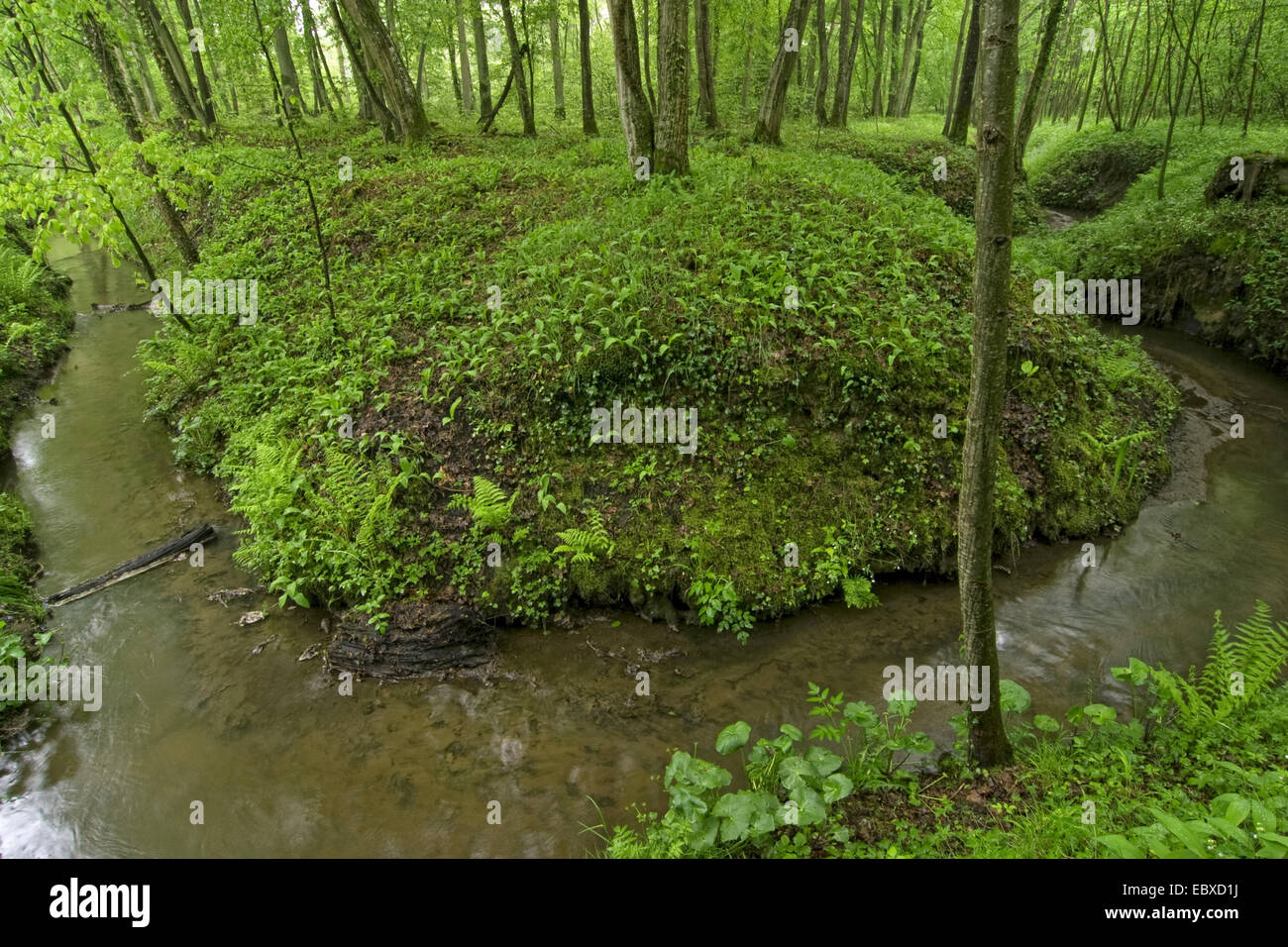 Meanering creek au printemps forêt, France, Aisne, Laon Banque D'Images