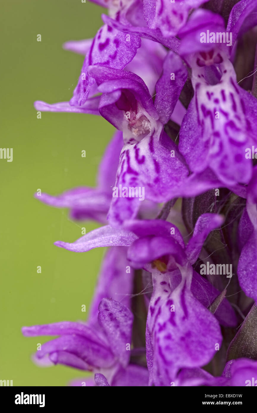 Au début de l'ouest des marais (Dactylorhiza incarnata ssp. incarnata), Close-up de fleurs, France Banque D'Images