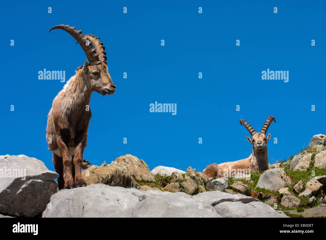 Bouquetin des Alpes (Capra ibex, Capra ibex ibex), deux bouquetins changer de fourrure, la Suisse, l'Alpstein, Saentis Banque D'Images