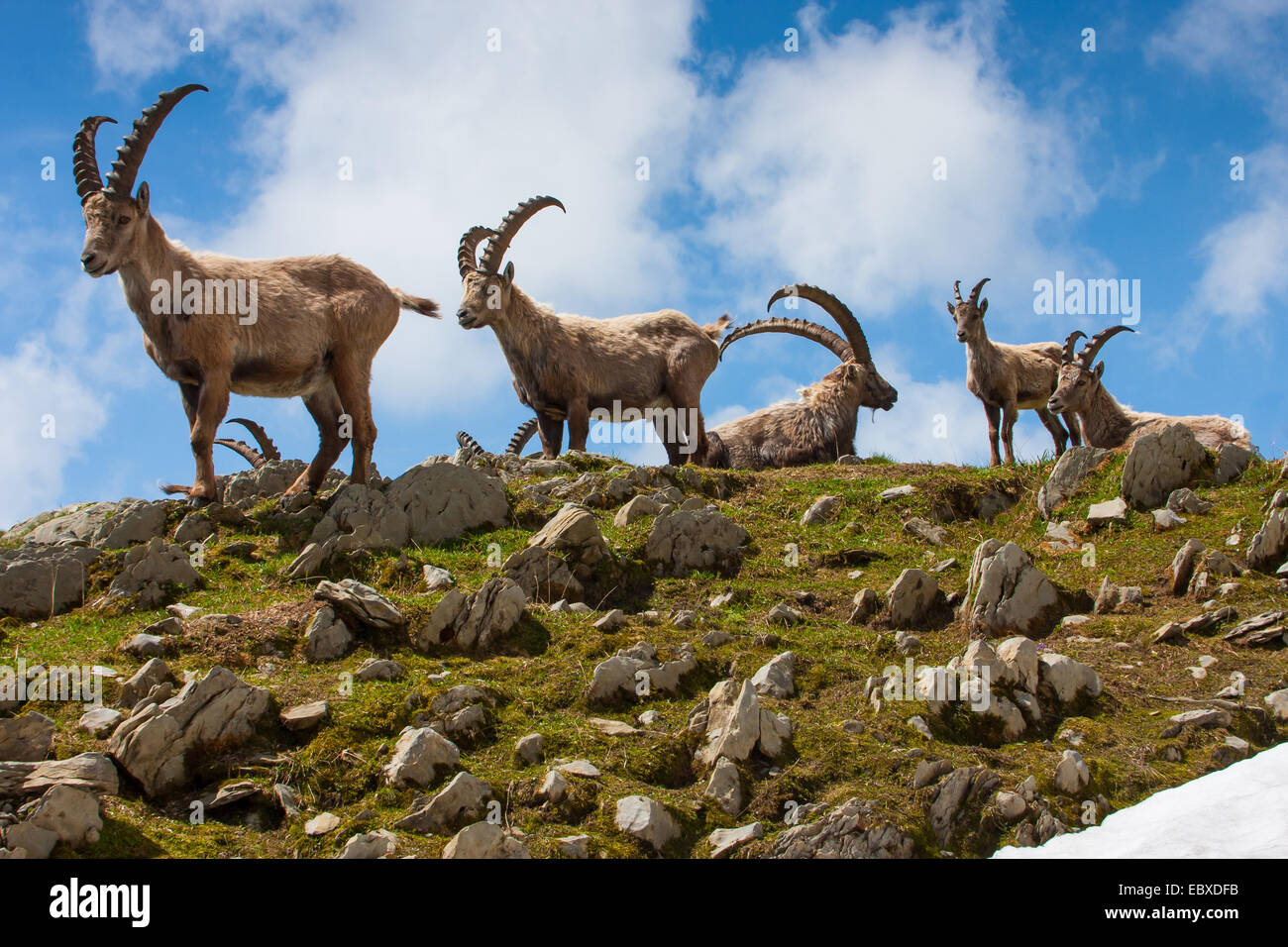 Bouquetin des Alpes (Capra ibex, Capra ibex ibex), groupe de bouquetins changer de fourrure, la Suisse, l'Alpstein, Saentis Banque D'Images