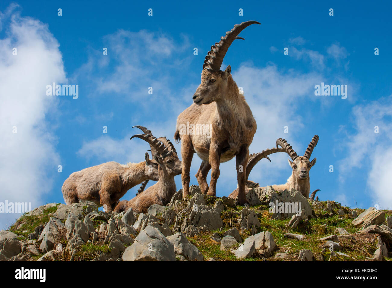 Bouquetin des Alpes (Capra ibex, Capra ibex ibex), groupe de bouquetins changer de fourrure, la Suisse, l'Alpstein, Saentis Banque D'Images
