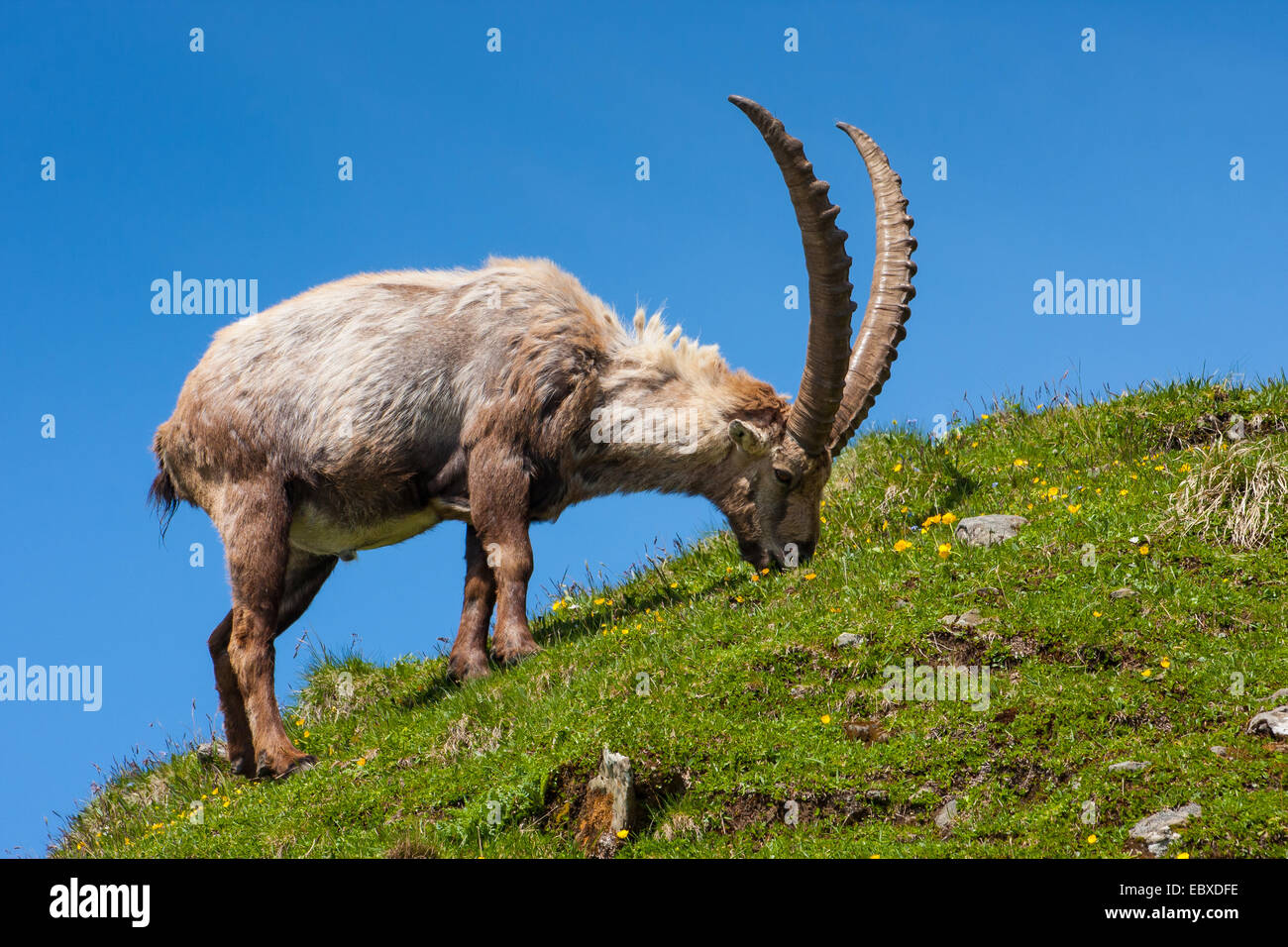 Bouquetin des Alpes (Capra ibex, Capra ibex ibex), le pâturage, l'évolution de la fourrure, la Suisse, l'Alpstein, Saentis Banque D'Images