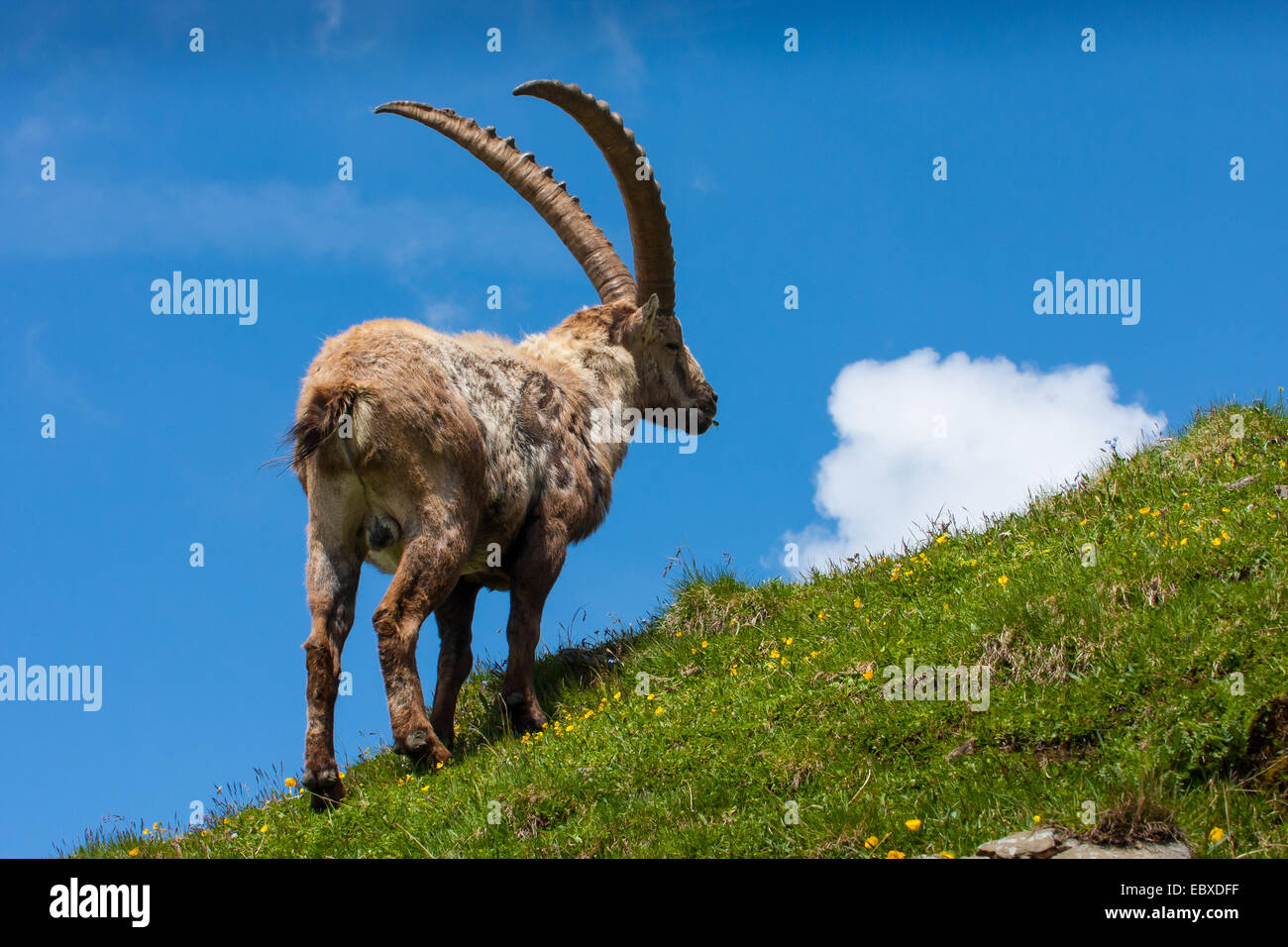 Bouquetin des Alpes (Capra ibex, Capra ibex ibex), la modification de la fourrure, la Suisse, l'Alpstein, Saentis Banque D'Images