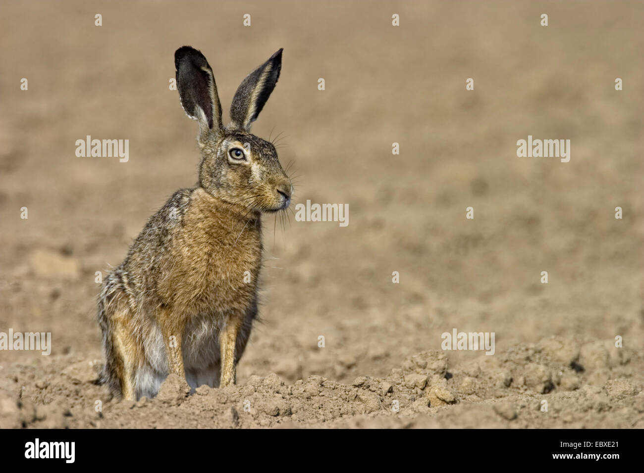 Lièvre européen, lièvre Brun (Lepus europaeus), dans un champ, Belgique Banque D'Images