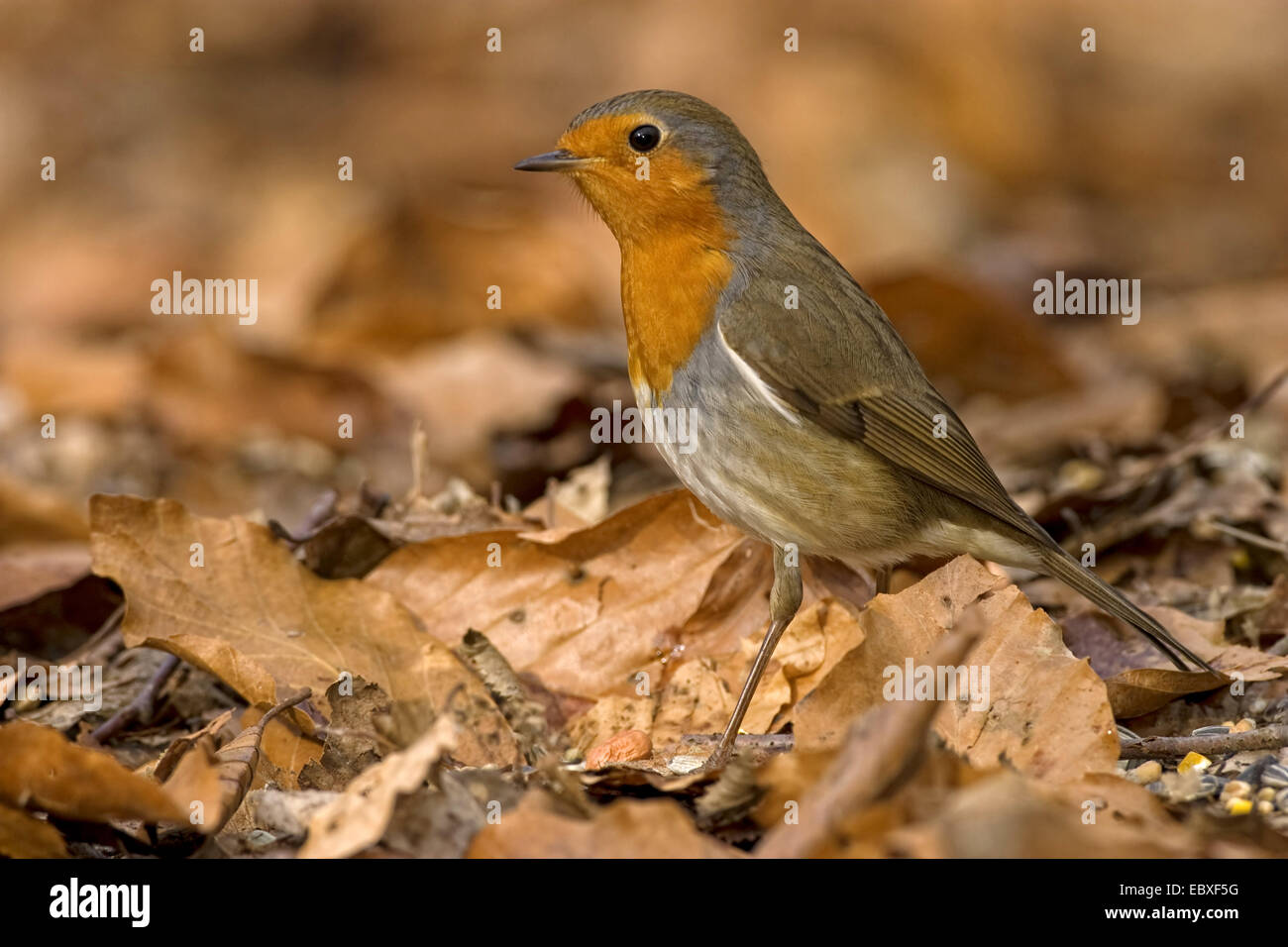 European robin (Erithacus rubecula aux abords), Robin à même le sol forestier, Belgique Banque D'Images