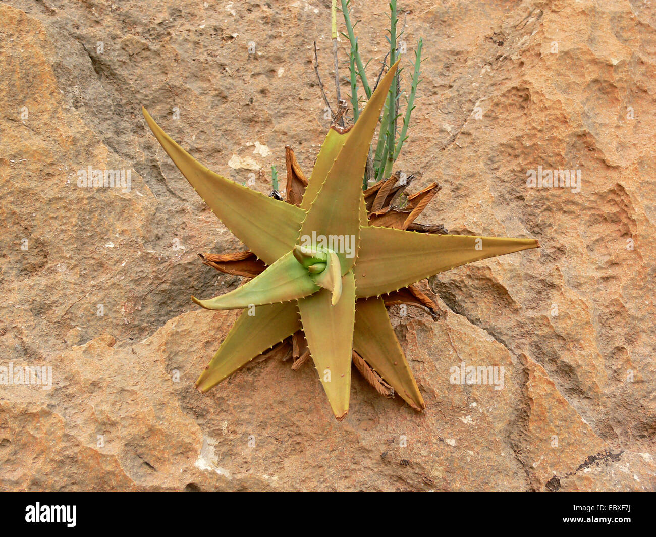 L'aloès (Aloe spec.), rosette de feuilles dans une paroi rocheuse, le Yémen, l'île de Socotra Banque D'Images