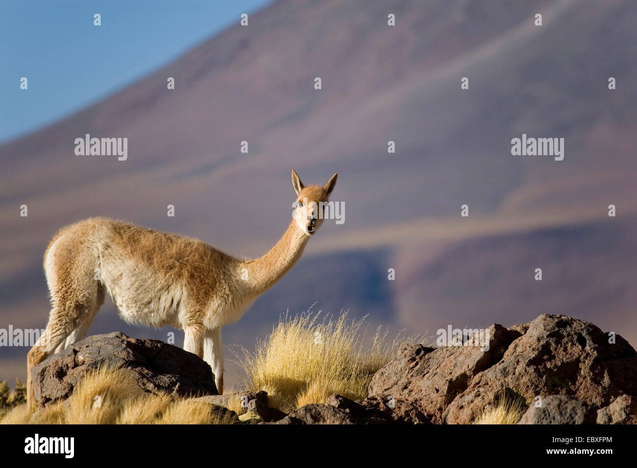 La vigogne (Vicugna vicugna), à la recherche vers la caméra, Chili Banque D'Images