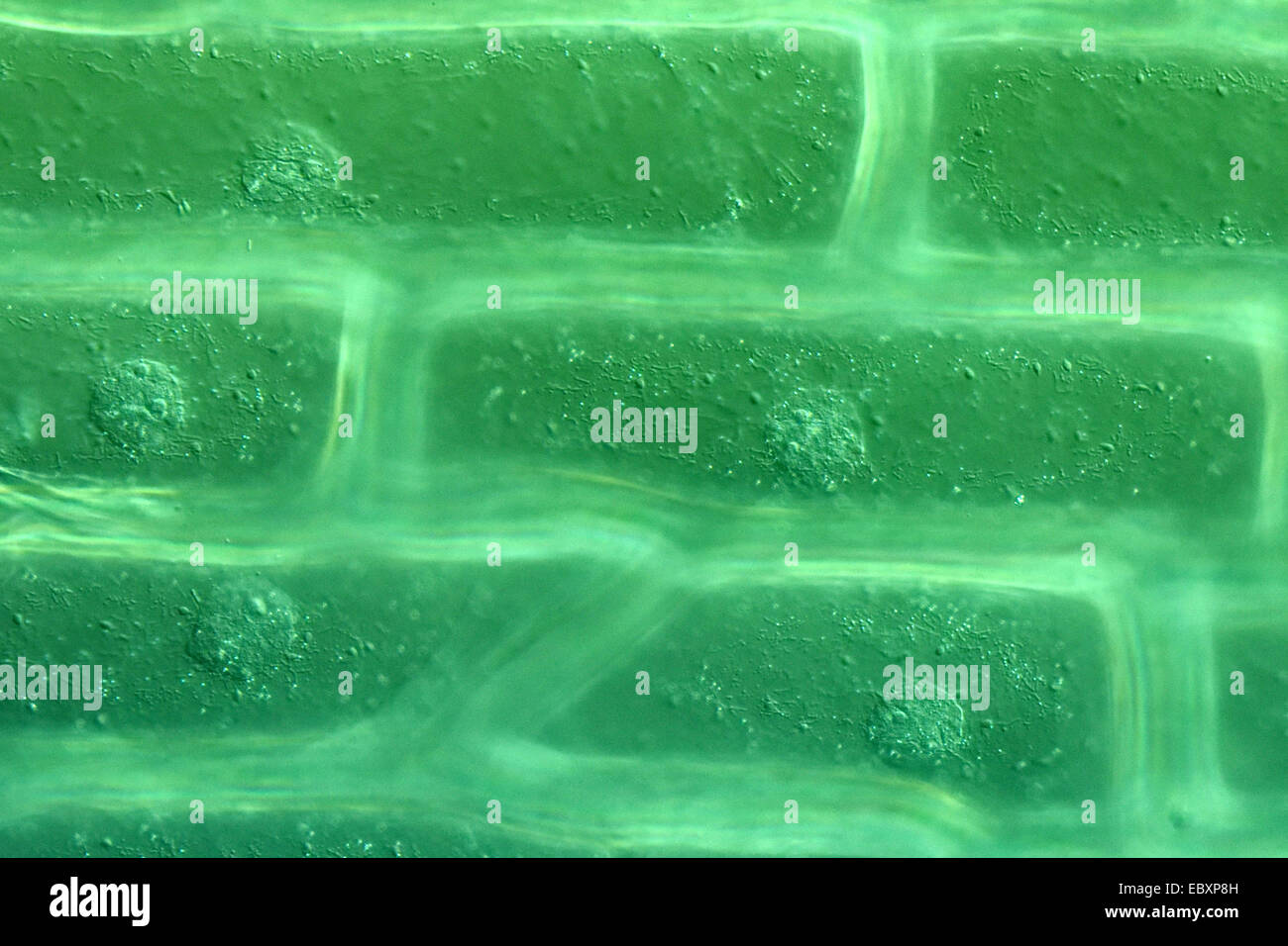 Les parois des cellules et des organites des cellules épidermiques d'oignon à l'échelle de l'ampoule Banque D'Images