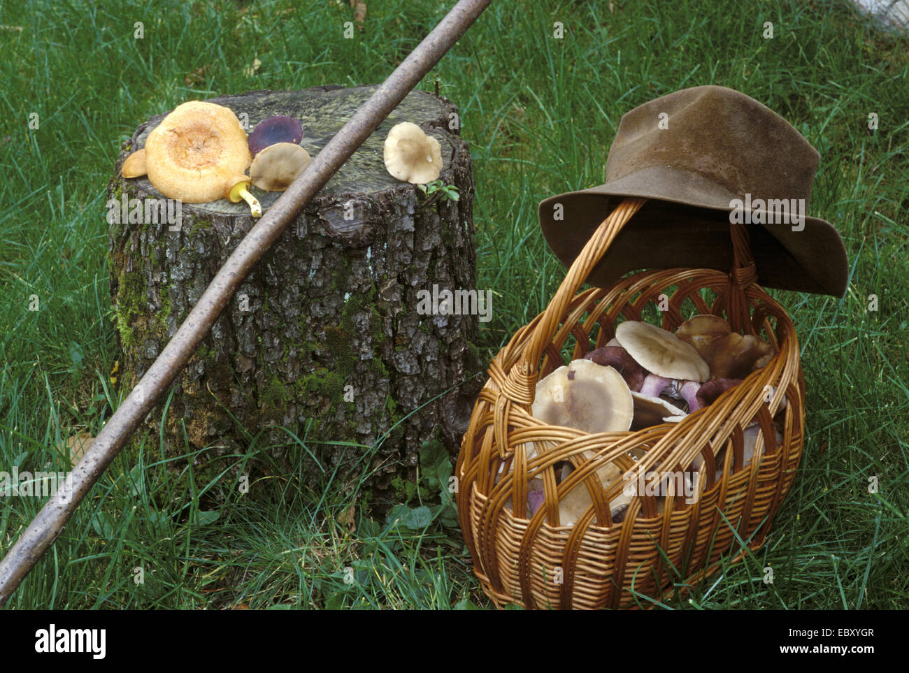 Stump, hat, bâton de marche et un panier avec des champignons Banque D'Images