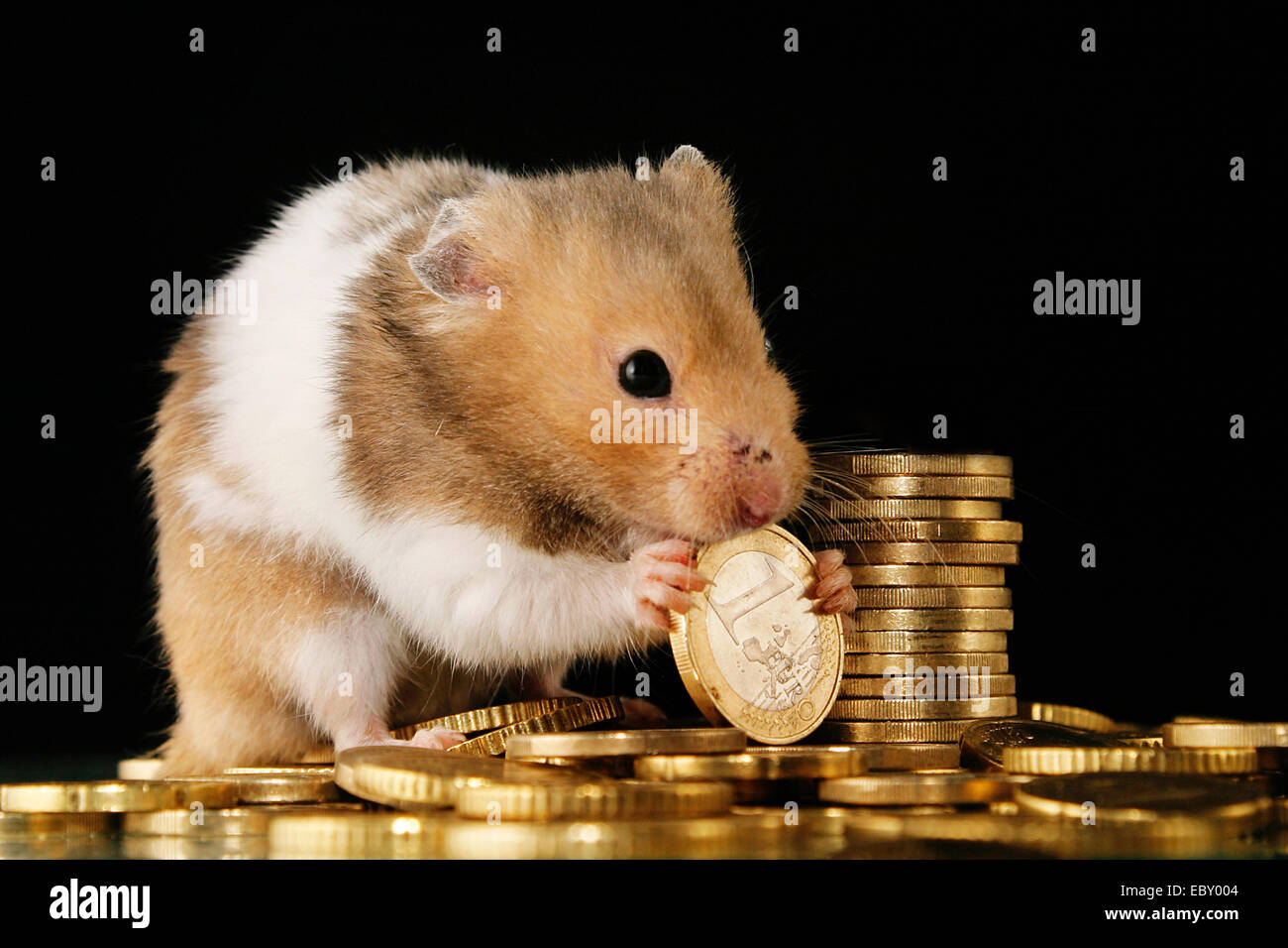 Image symbolique de l'inflation, la souris mordille un Euro Banque D'Images