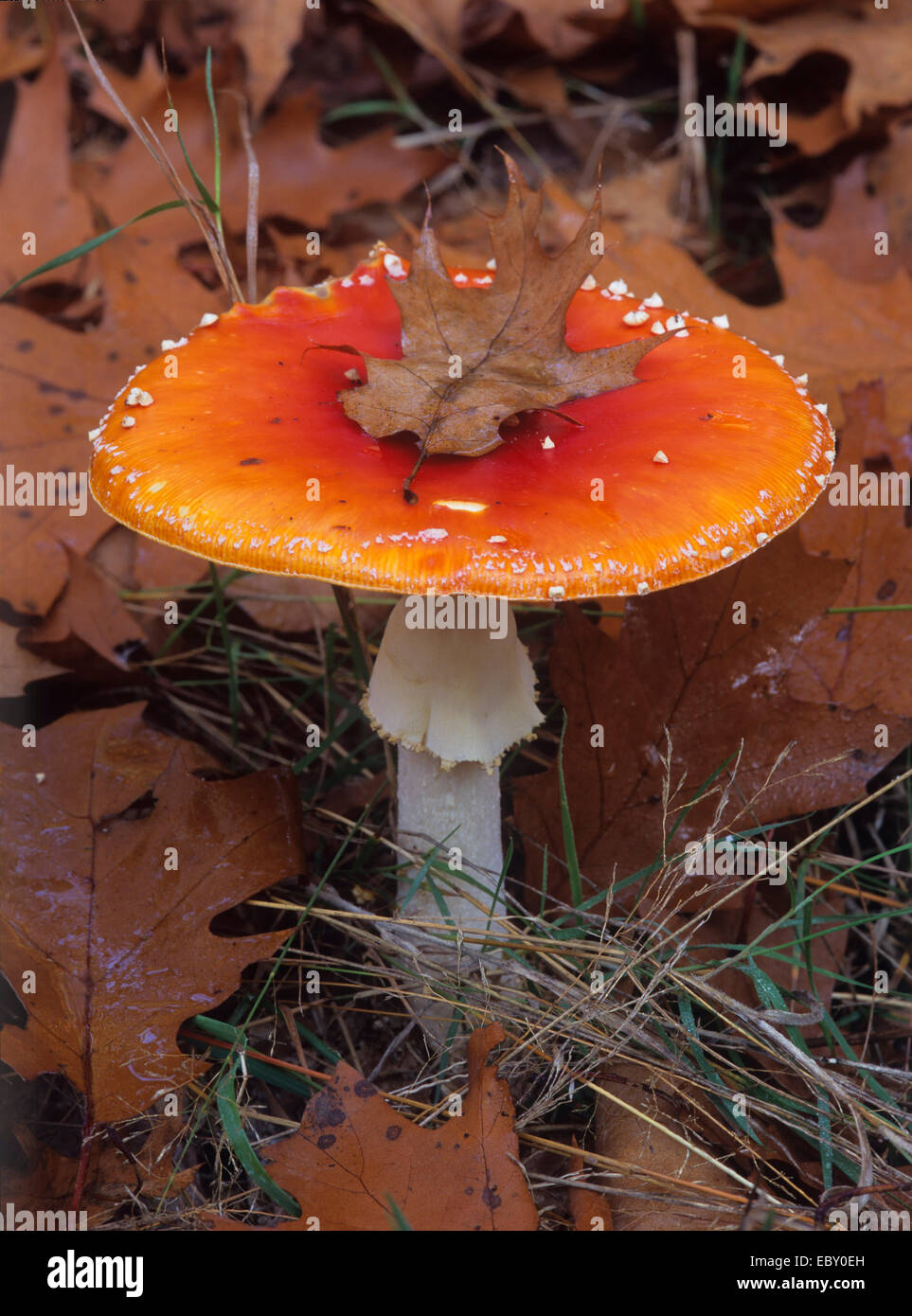 Agaric fly (Amanita muscaria), avec des feuilles de chêne sur la tête, Allemagne Banque D'Images