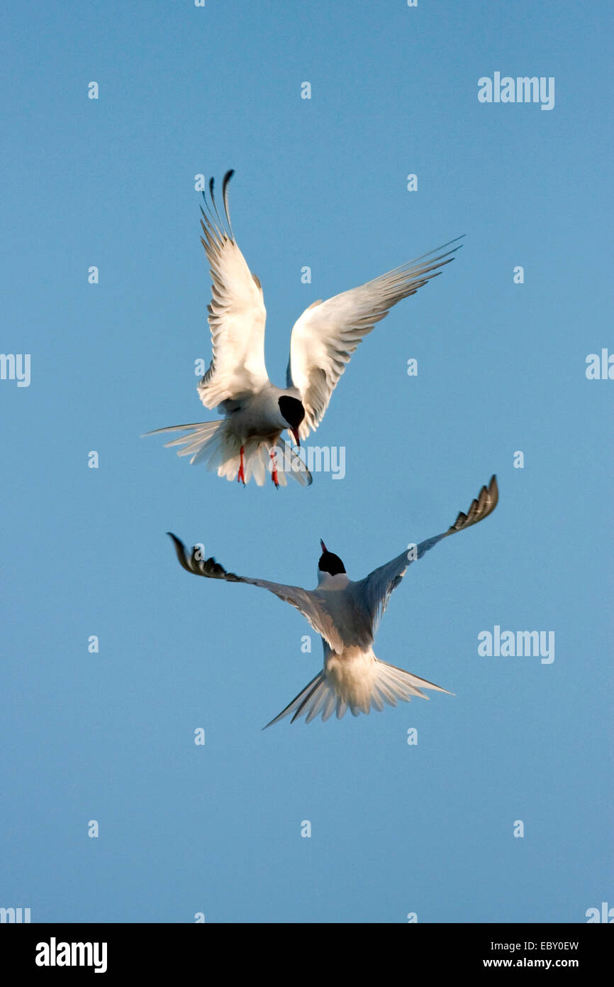 La sterne pierregarin (Sterna hirundo), deux oiseaux attaquer les uns les autres dans l'air, Pays-Bas, Texel Banque D'Images