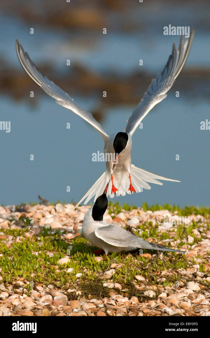 La sterne pierregarin (Sterna hirundo), deux oiseaux s'affrontant à un rivage recouvert d'herbe et d'innombrables coquillages, Pays-Bas, Texel Banque D'Images