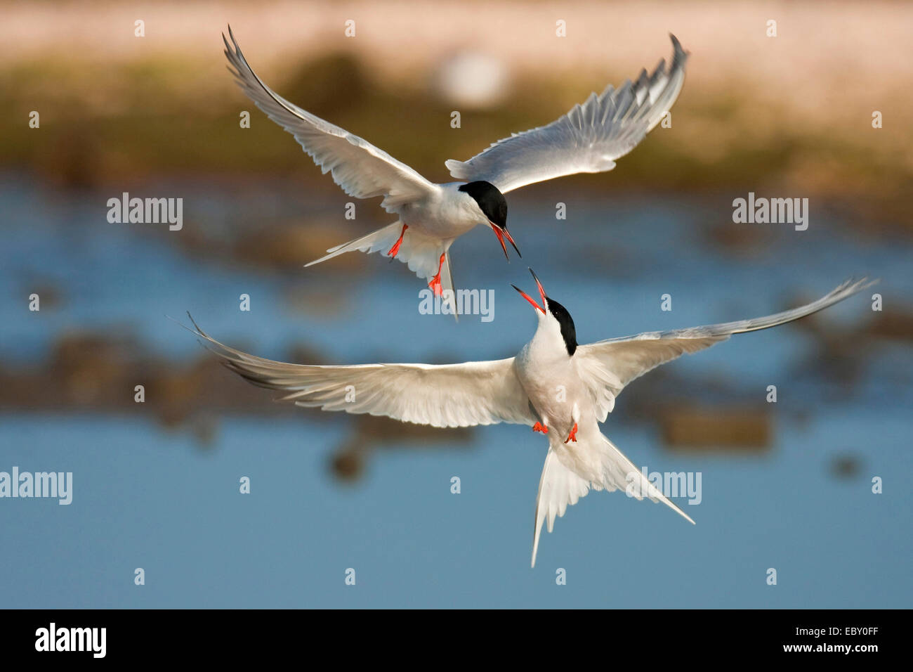 La sterne pierregarin (Sterna hirundo), deux oiseaux attaquer les uns les  autres dans l'air, Pays-Bas, Texel Photo Stock - Alamy