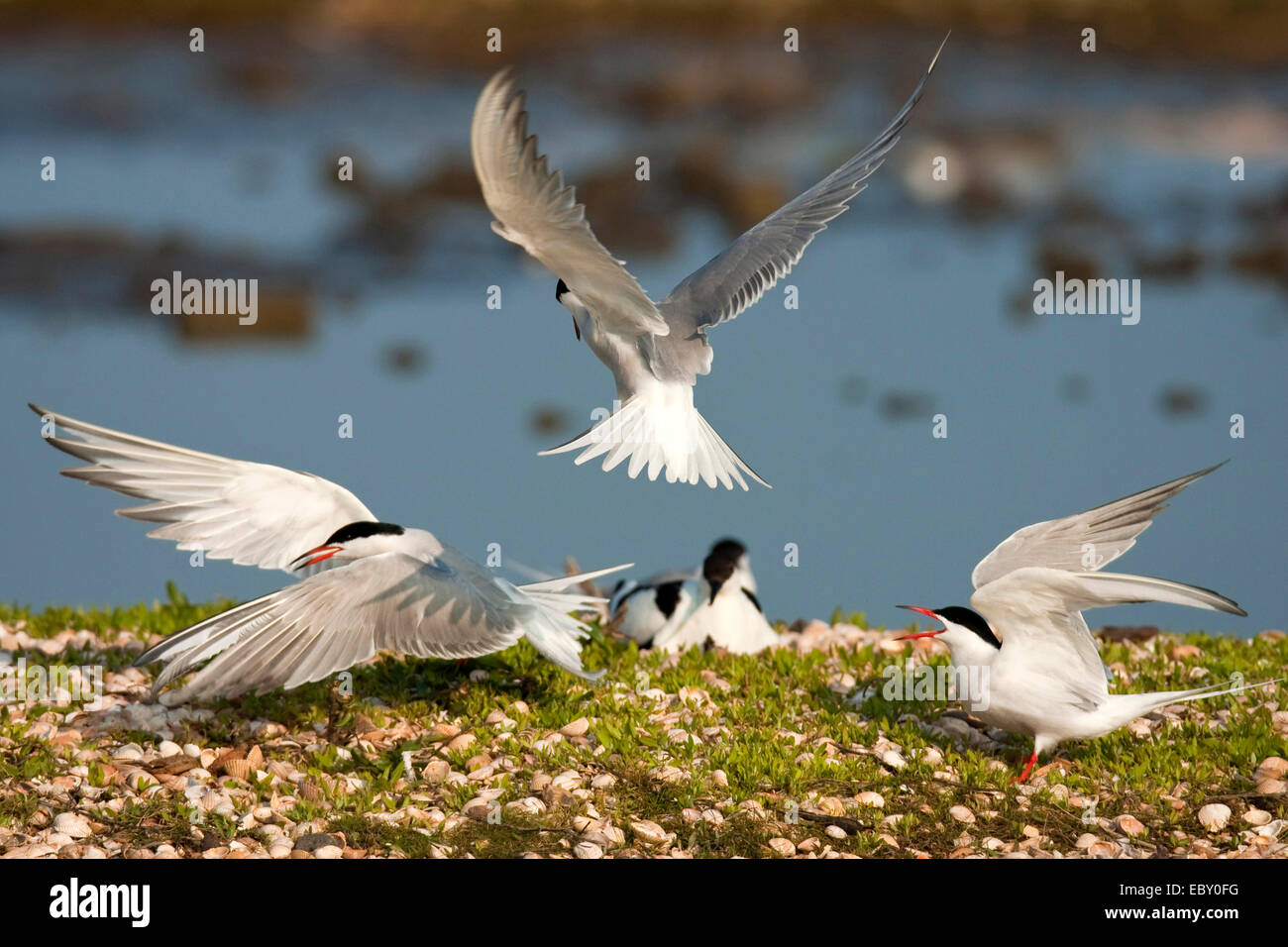La sterne pierregarin (Sterna hirundo), trois oiseaux s'affrontant à un rivage recouvert d'herbe et d'innombrables coquillages, Pays-Bas, Texel Banque D'Images