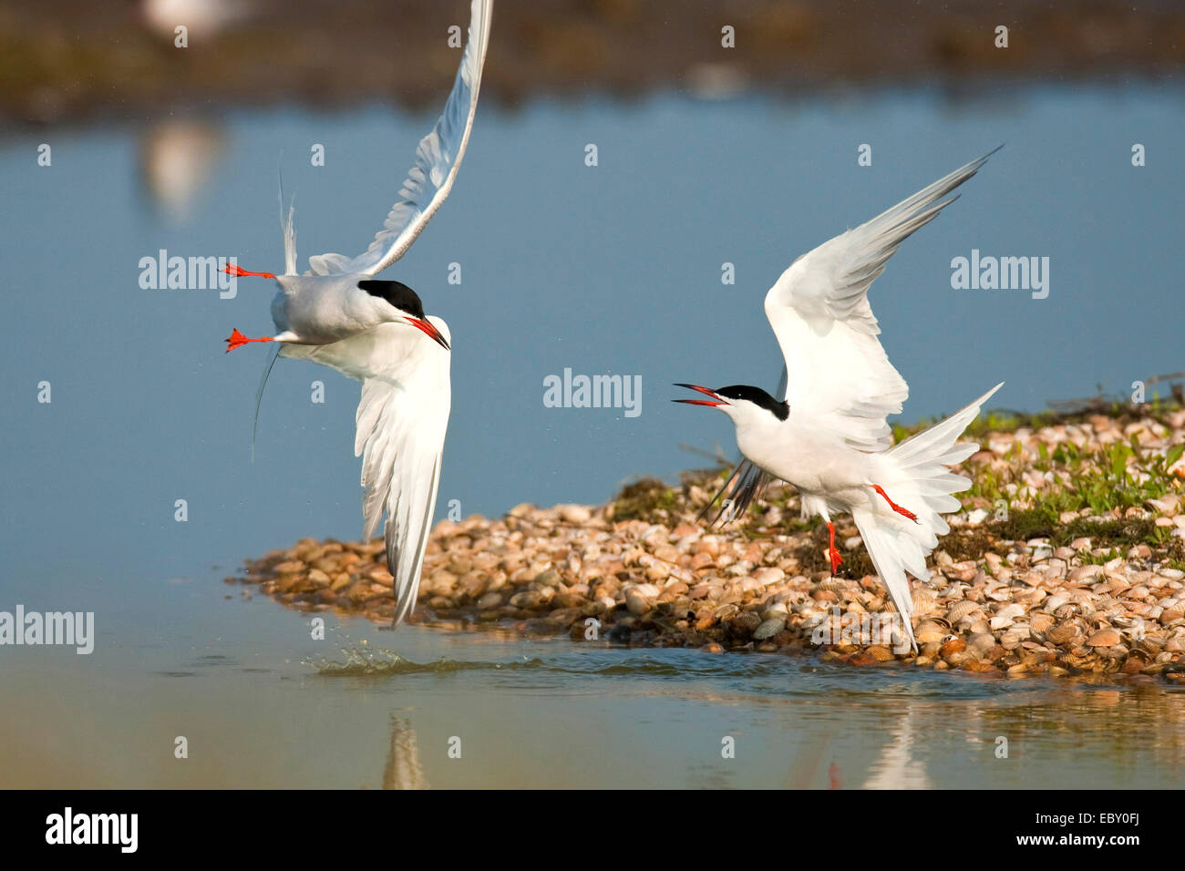 La sterne pierregarin (Sterna hirundo), deux oiseaux s'affrontant à un rivage recouvert d'herbe et d'innombrables coquillages, Pays-Bas, Texel Banque D'Images