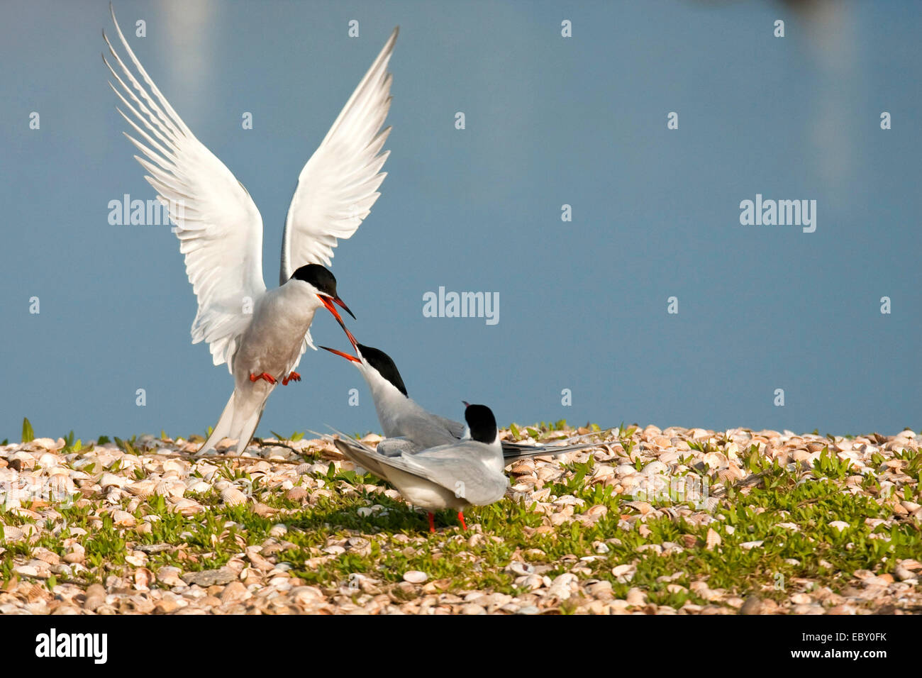 La sterne pierregarin (Sterna hirundo), trois oiseaux s'affrontant à un rivage recouvert d'herbe et d'innombrables coquillages, Pays-Bas, Texel Banque D'Images