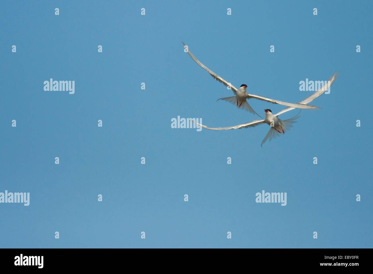 La sterne pierregarin (Sterna hirundo), deux oiseaux attaquer les uns les autres dans l'air, Pays-Bas, Texel Banque D'Images