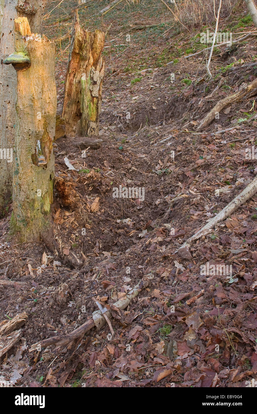 Le sanglier, le porc, le sanglier (Sus scrofa), forêt sol ratissé jusqu'à la recherche de nourriture, Allemagne Banque D'Images