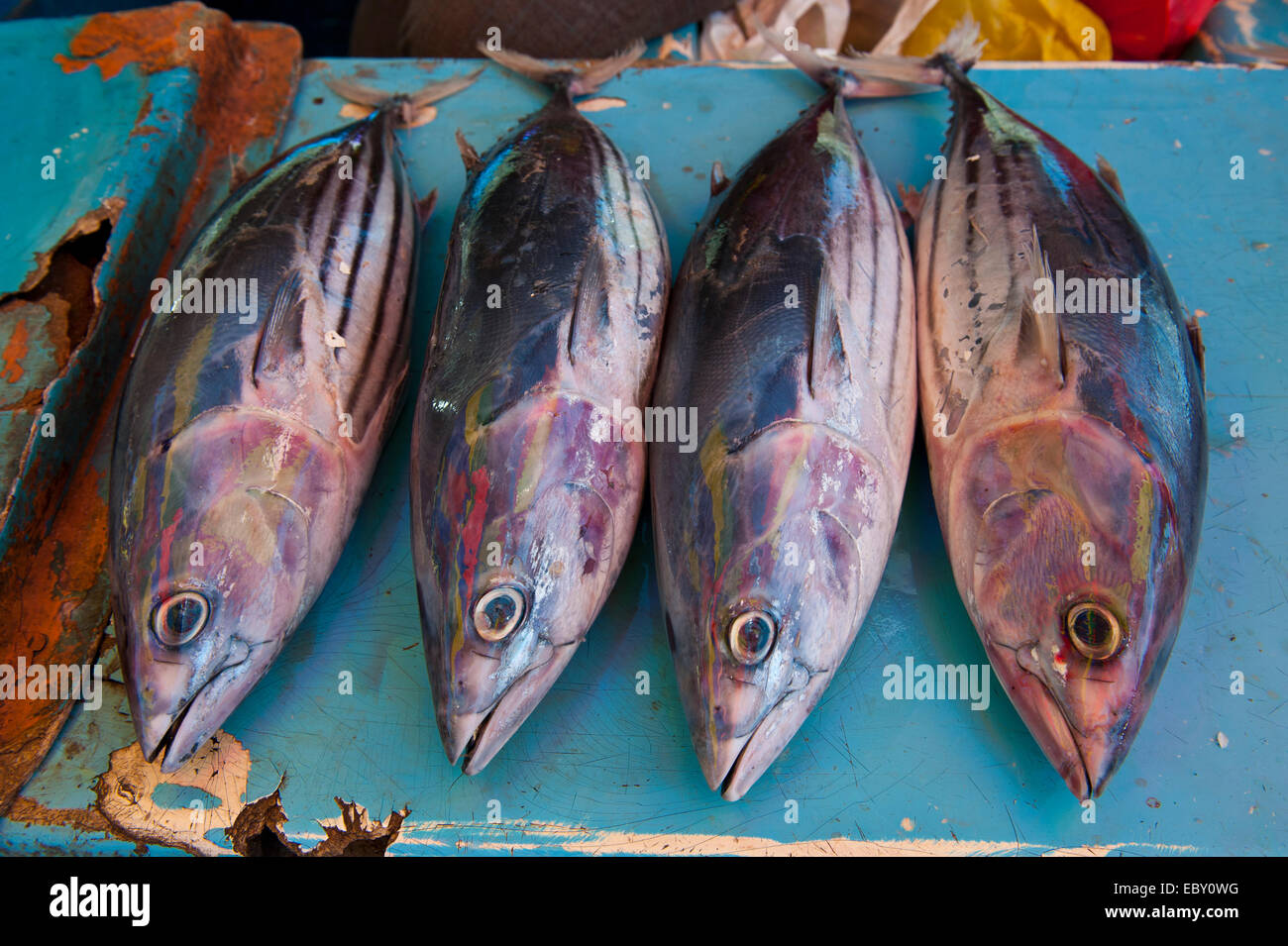 À vendre du poisson à la halle, Honiara, Honiara Ville Province, Îles Salomon Banque D'Images
