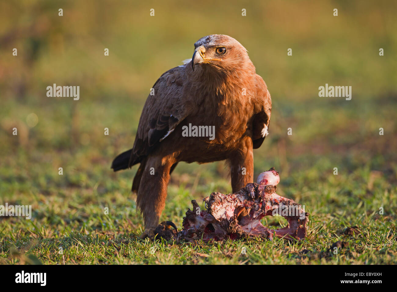 L'aigle des steppes (Aquila nipalensis) sur kill, Kenya Banque D'Images