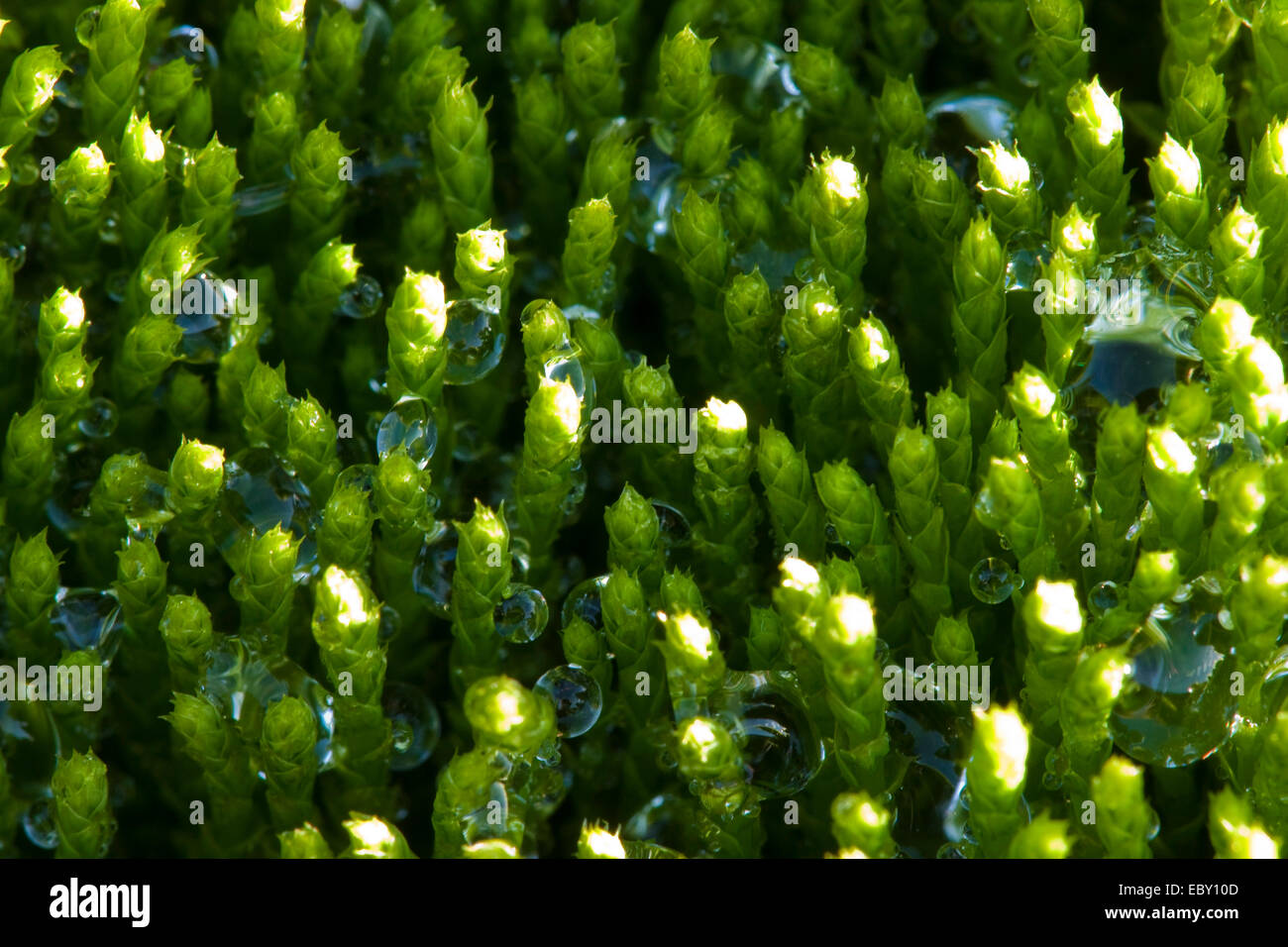 Gouttes d'eau sur un coussin de mousse, Allemagne, Rhénanie du Nord-Westphalie Banque D'Images