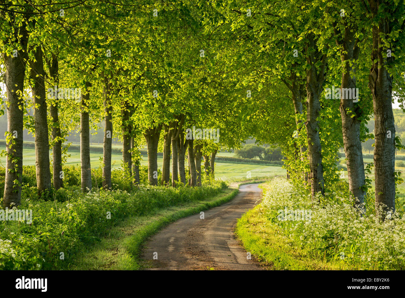 Route de campagne bordée d'arbres en milieu rural Dorset, Angleterre. Printemps (mai) 2014. Banque D'Images