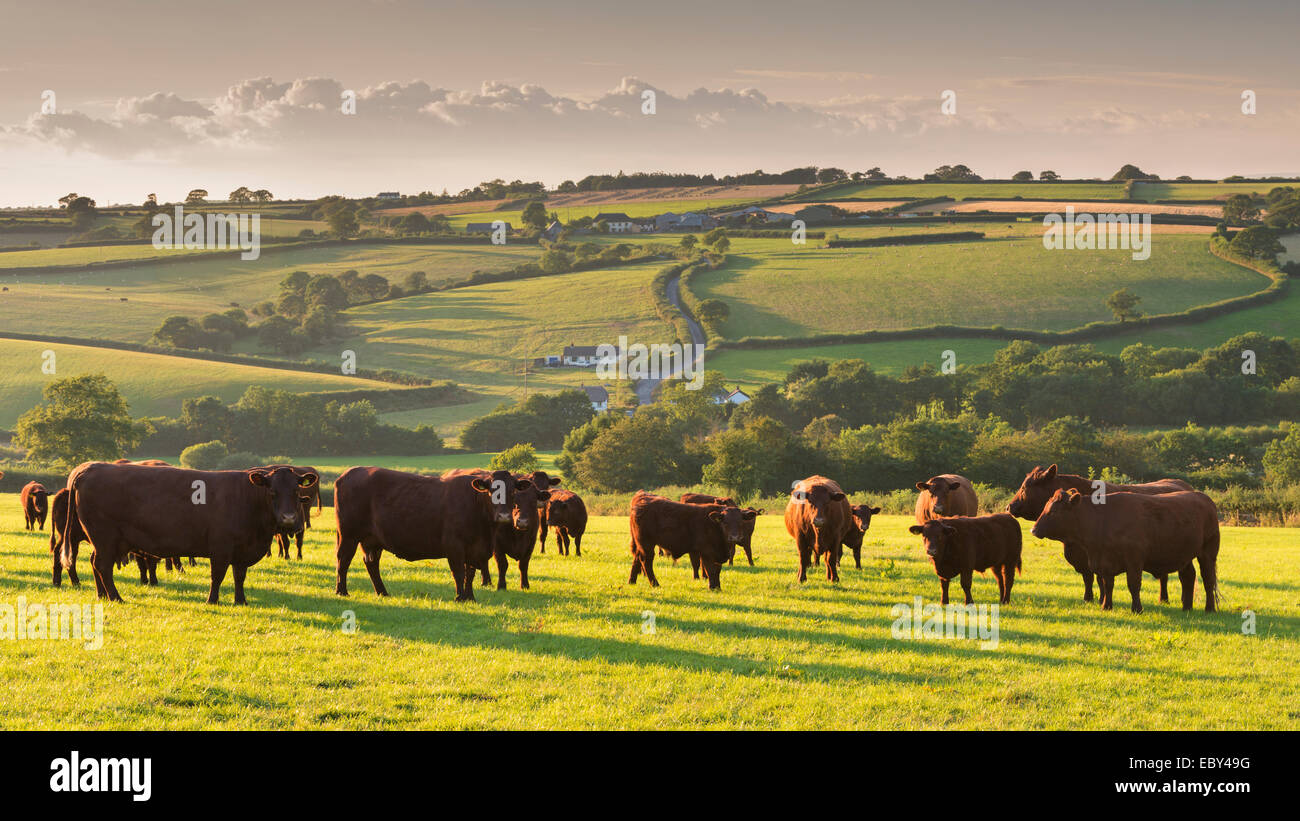 Ruby red North Devon le pâturage des troupeaux de bovins dans la campagne vallonnée, chien noir, Devon, Angleterre. L'été (juillet) 2014. Banque D'Images