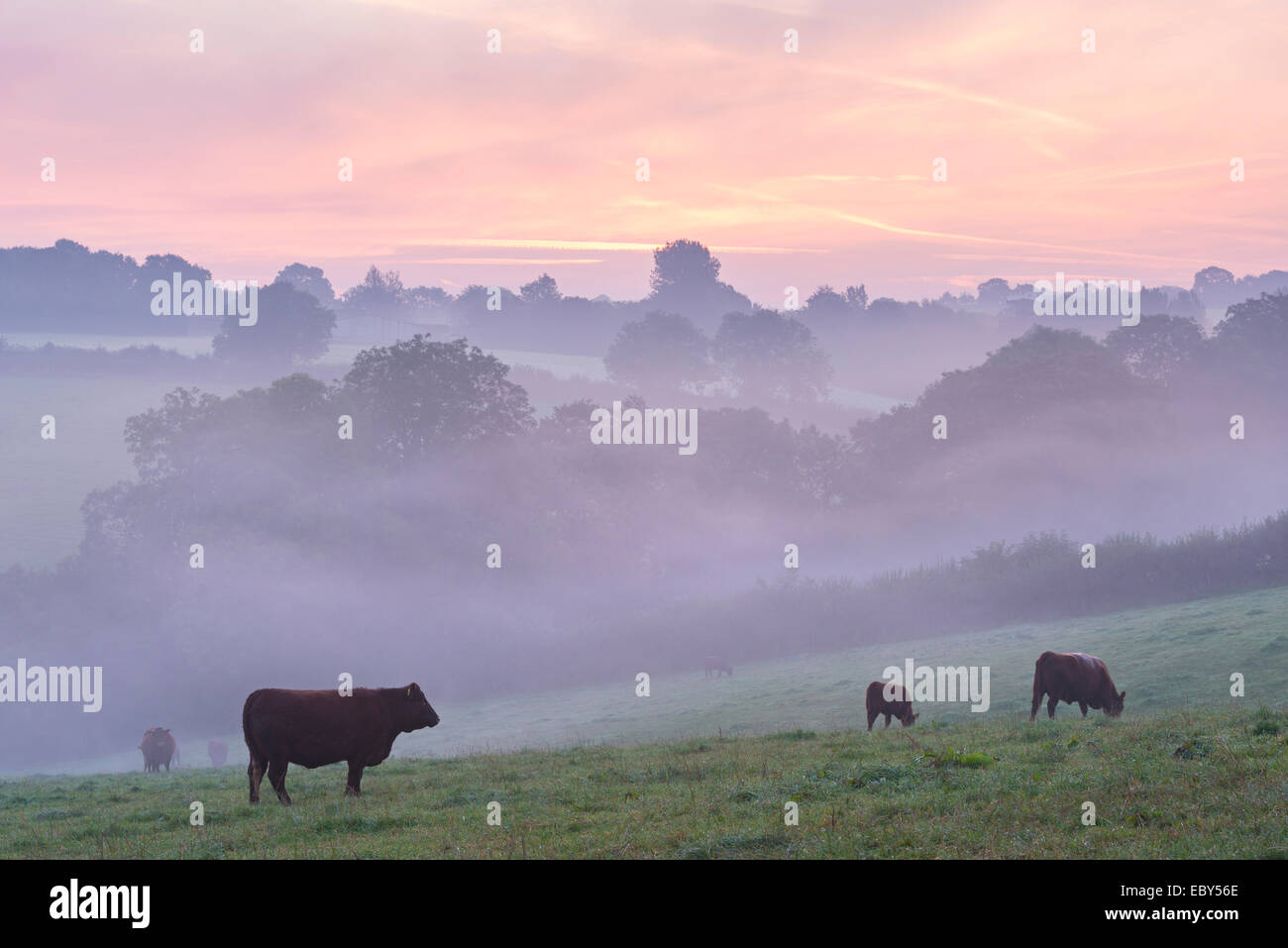Rouge rubis le pâturage du bétail dans la campagne du Devon à l'aube d'un matin brumeux, chien noir, Devon, Angleterre. L'automne (septembre) 2014. Banque D'Images
