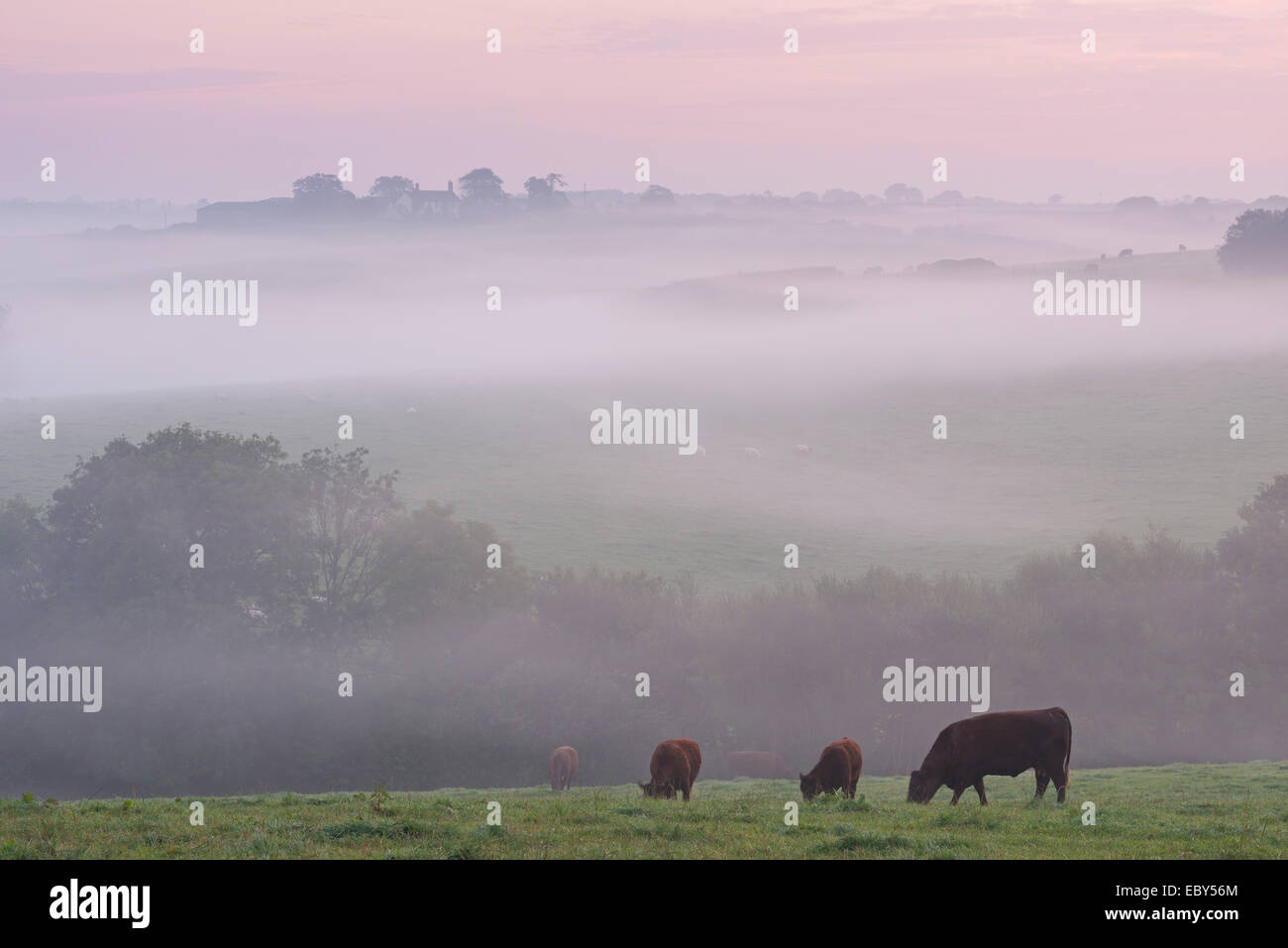 Rouge rubis le pâturage du bétail dans la campagne du Devon à l'aube d'un matin brumeux, chien noir, Devon, Angleterre. L'automne (septembre) 2014. Banque D'Images