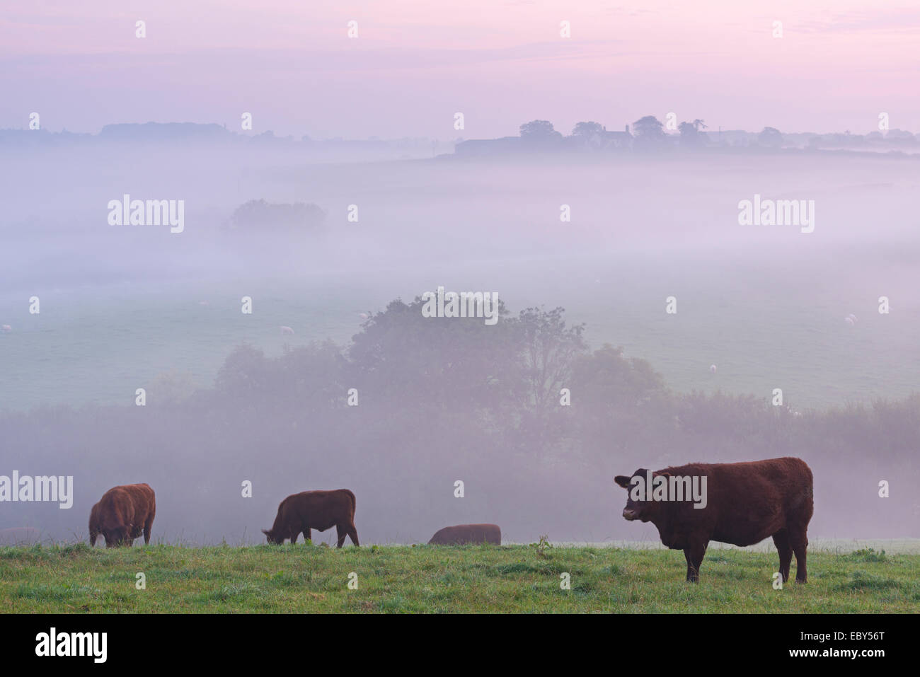 Rouge rubis le pâturage du bétail dans la campagne du Devon à l'aube d'un matin brumeux, chien noir, Devon, Angleterre. L'automne (septembre) 2014. Banque D'Images