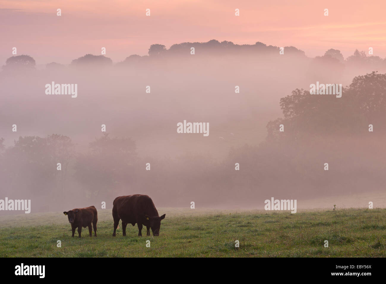 Rouge rubis le pâturage du bétail dans la campagne du Devon à l'aube d'un matin brumeux, chien noir, Devon, Angleterre. L'automne (septembre) 2014. Banque D'Images