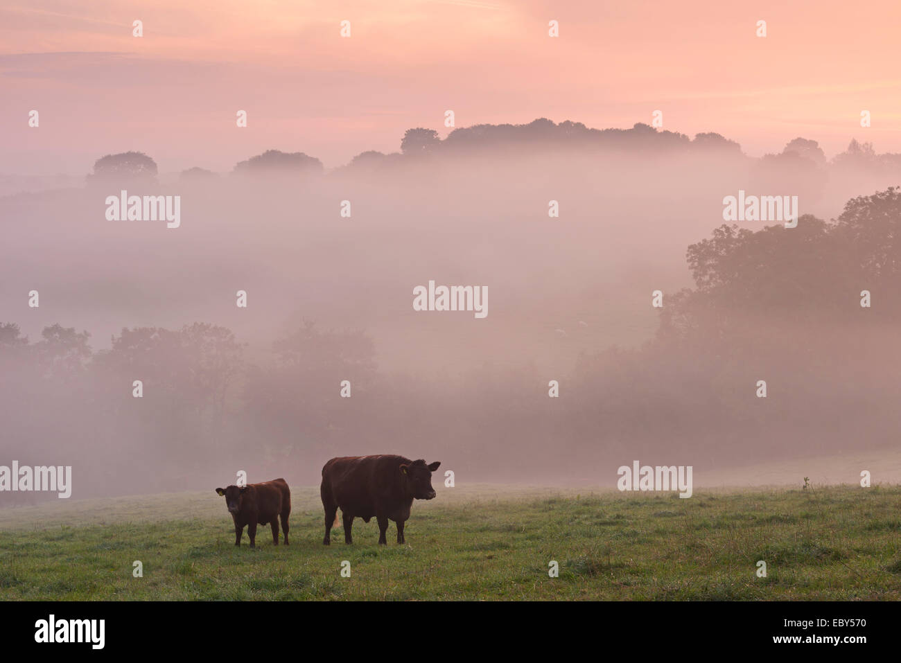 Rouge rubis le pâturage du bétail dans la campagne du Devon à l'aube d'un matin brumeux, chien noir, Devon, Angleterre. L'automne (septembre) 2014. Banque D'Images