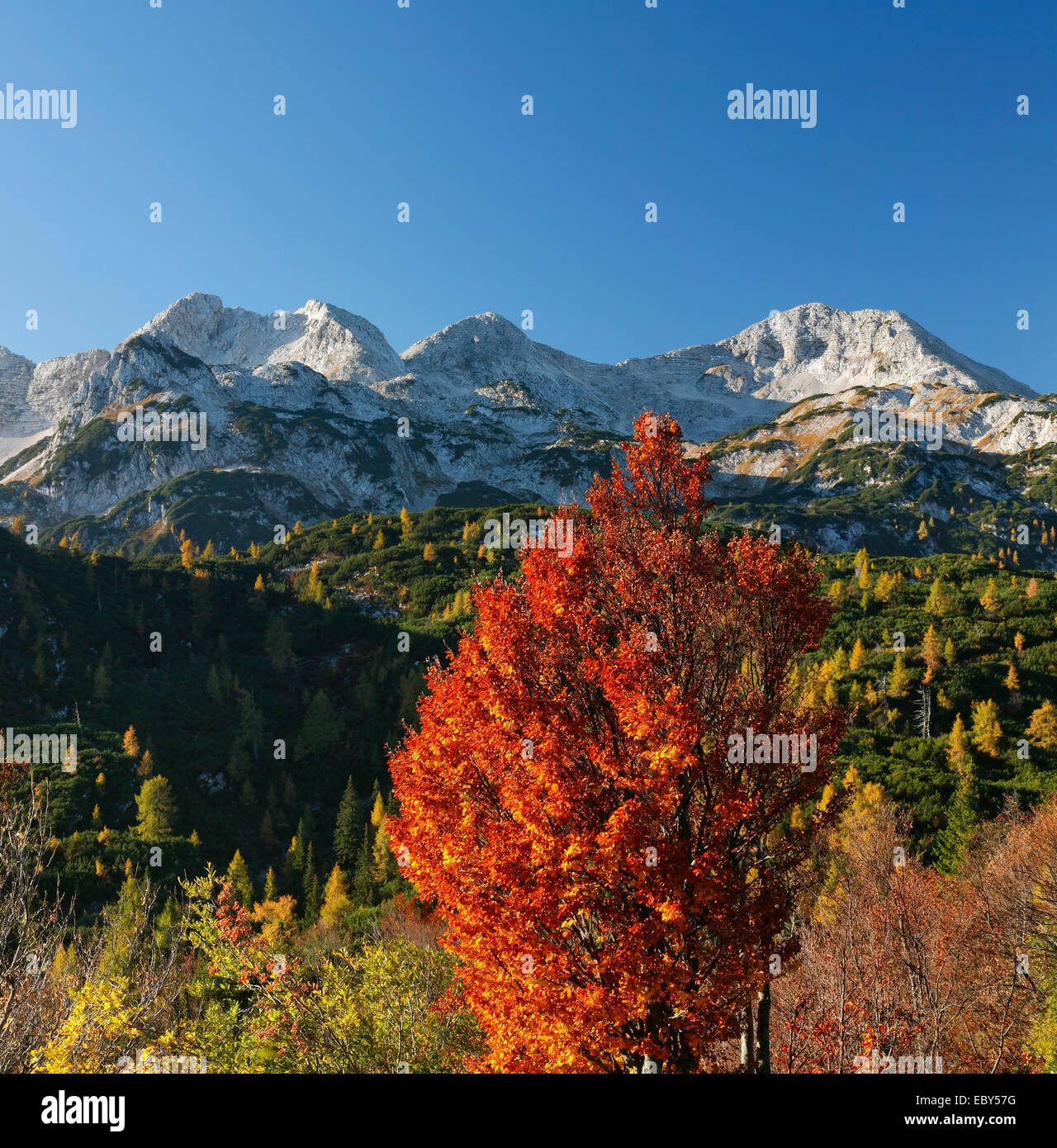 Arbre coloré en automne avec les Alpes en arrière-plan. Parc national de Triglav. Banque D'Images