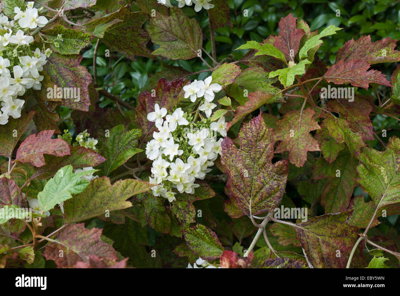 L'Hydrangea quercifolia snowflake Banque D'Images
