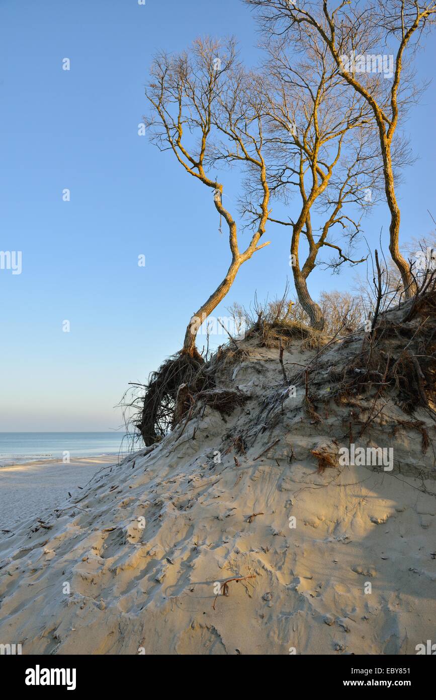 Arbre dans un matin plage de la mer Baltique Banque D'Images