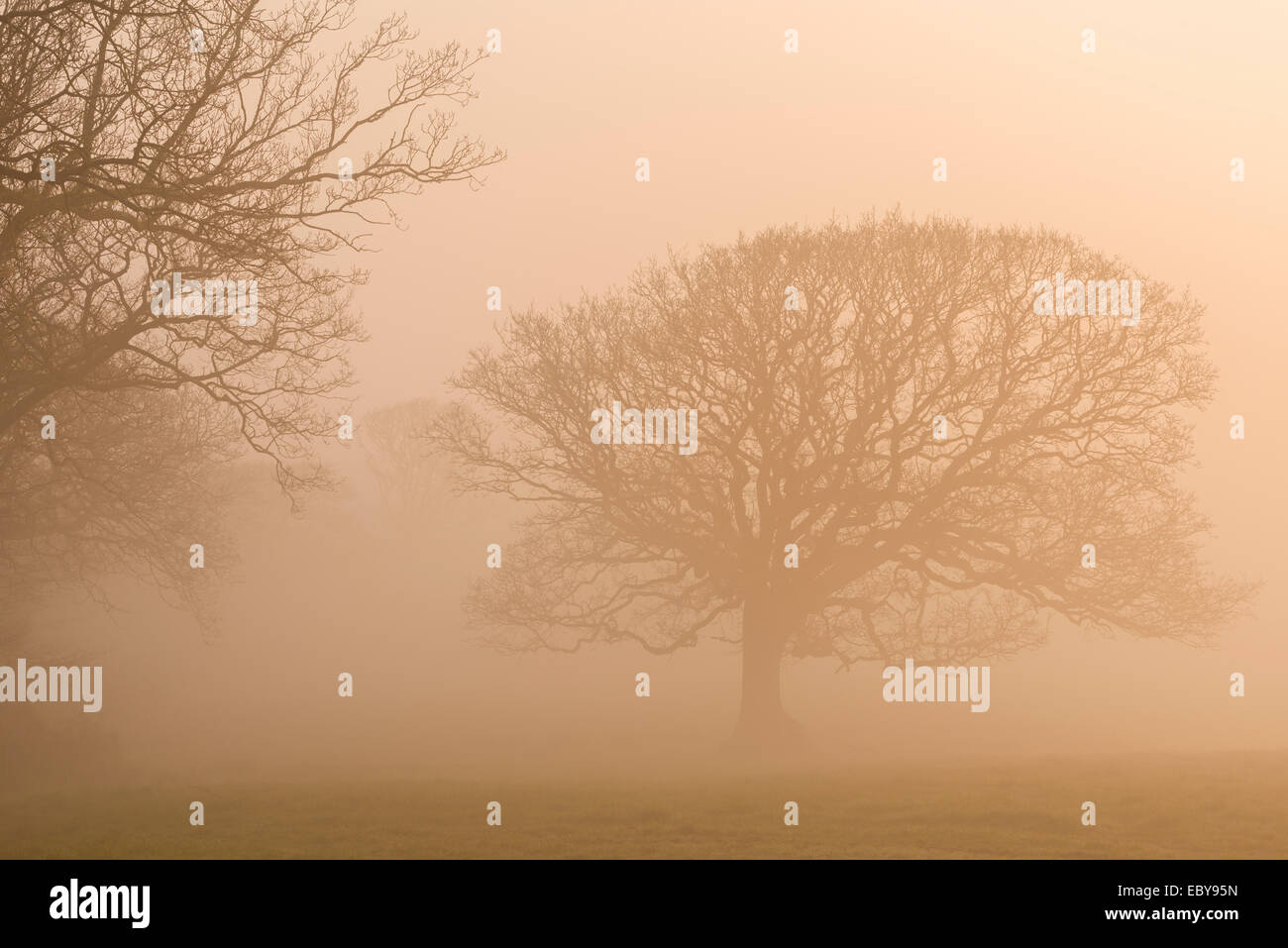 Arbres en hiver brouillard au lever du soleil, Black Dog, Devon, Angleterre. L'hiver (mars) 2014. Banque D'Images